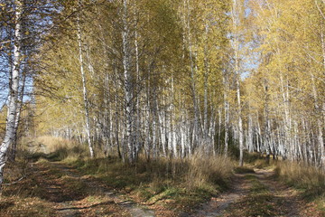 Obraz premium Nature