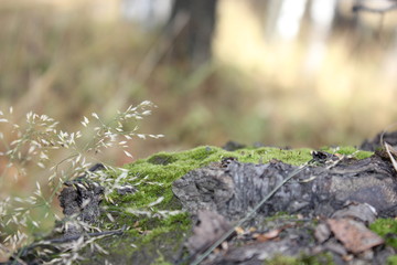 Nature