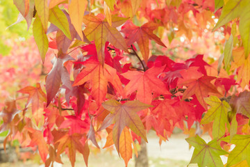 Fototapeta na wymiar Liquidambar tree autumnal foliage detail