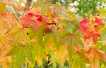 Detail of liquidambar autumnal foliage