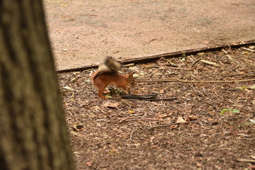 Squirrel walking in the park