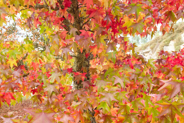Liquidambar tree multicolor autumnal foliage