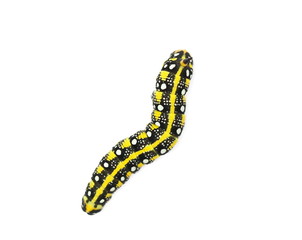 Fototapeta premium Caterpillar yellow black isolated on white background