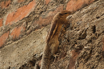 one young squirrel standing or walking or searching or seeing or climbing in the sengal or bricks wall on the unfinished home.