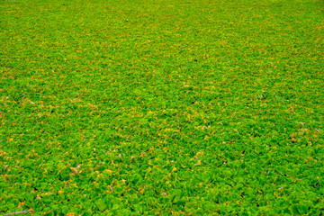 Common weed, Duckweed, Lesser weed, Natural Green weed  on The water for background or texture. close up Green leaf aquatic plant on a water background.