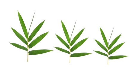 Obraz premium Bamboo leaf green isolated on white background