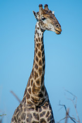 Close-up of giraffe neck and head