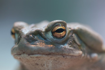 front view of Colorado river toad (bufo alvarius)