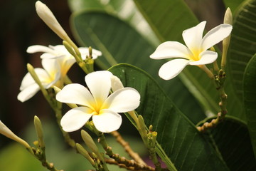 Fototapeta na wymiar group or two or more White Plumeria Champa fragrant flower on the garden
