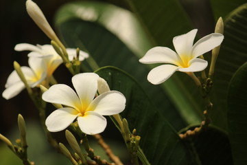 Fototapeta premium group or two or more White Plumeria Champa fragrant flower on the garden