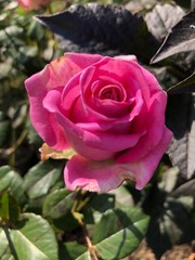 pink rose in garden