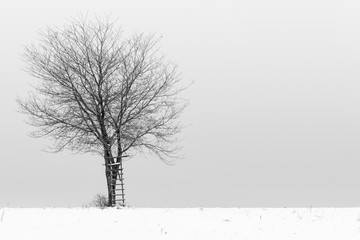 un arbre dans un pré enneigé.  un arbre et une échelle dans un pré l'hiver.