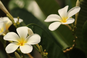 Fototapeta na wymiar group or two or more White Plumeria Champa fragrant flower on the garden