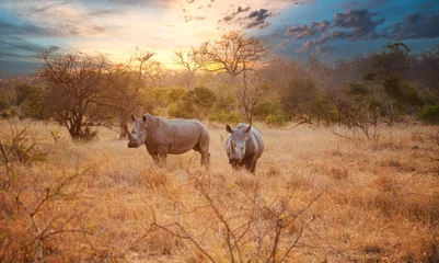 Tuinposter Twee neushoorns in de late namiddag, Kruger National Park © Picturellarious