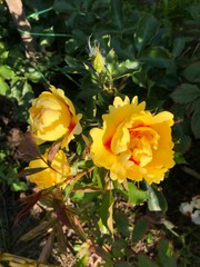 flowers in the garden