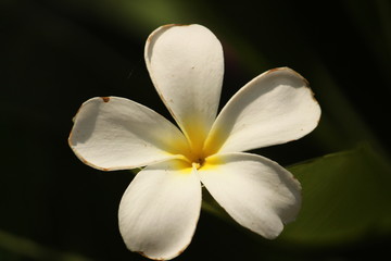 Fototapeta na wymiar closeup shot of single White Plumeria Champa fragrant flower on the garden