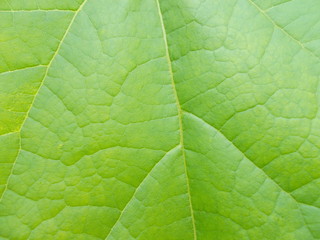 Obraz premium Leaves and flowers. Natural background for your design.