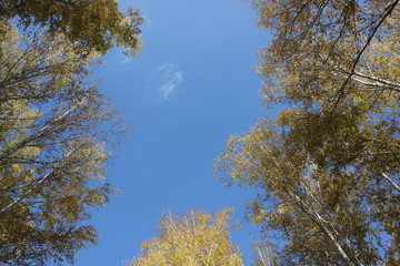 Obraz premium Nature