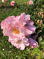 pink flowers in the garden