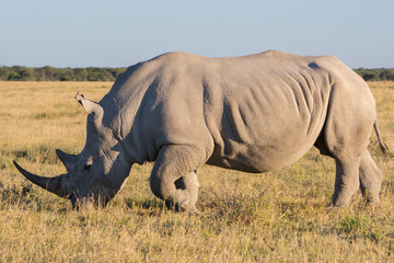White Rhino (rhinoceros) standing and grazing in the African savannah, full length and side view