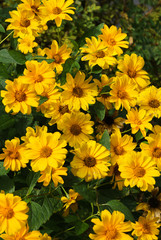 Beautiful marigold flowers in a rural garden.