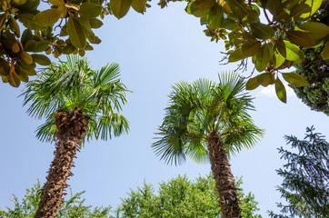 Palm trees against the blue sky.