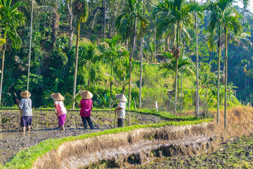 Rice field workers.Farmers are planting rice in the fields on rice terraces.