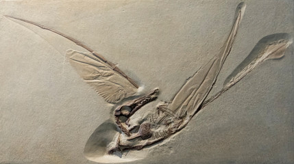 Fossil imprint of Rhamphorhynchus, a flying pterosaur from the Jurassic period.