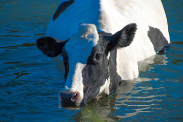 Fototapeta premium cow in water