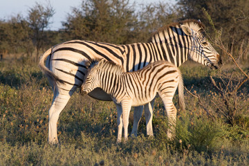 Obraz premium Mother Zebra with calf in the African Savannah during a safari