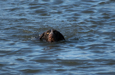 dog in water
