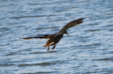 duck in flight