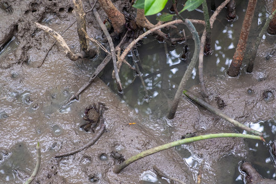 close up sesarma crabs on the mudflats