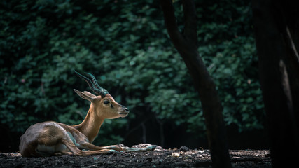 Wild deer in a forest with a spotlight in dense green background 