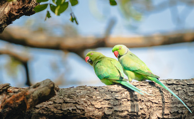 Portrait of wild parrots on a branch in the forest looking at the camera