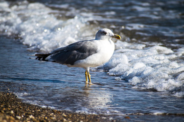 seagull on the beach