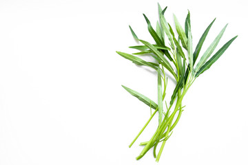 close up pack of chinese morning glory after harvested is on white background, fresh organic vegetable, thai people cook with chilli in hot vegetable oil