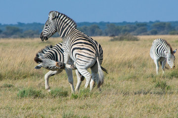 Obraz premium Two zebra's playing with each other in the African Savannah, and having fun. Safari trip, beauty in nature.