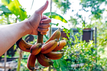 Red bananas is a species of bananas that have a dark red skin. Smaller balls than green bananas The...