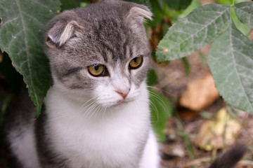 Naklejka na ściany i meble Kitten grey white lop-eared with sad eyes in nature. Portrait.