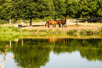 Fototapeta na wymiar horses on the lake