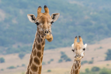 Close-up of two giraffe with head and neck, African savannah in background, funny looks