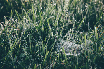 De la rosée sur le gazon. Des gouttes de rosée dans l'herbe. De l'herbe humide et des toiles...
