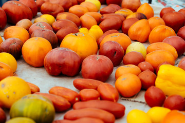 Tomato background. colorful variety of organic tomato cultivars. Different varieties of red, orange, yellow tomatoes.