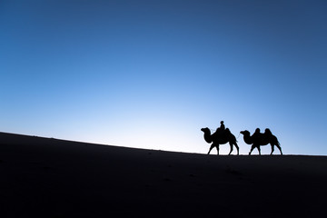 Fototapeta na wymiar Mongolian nomadic woman with her bactrian camels in desert dunes at sunrise. Gobi desert, Mongolia.
