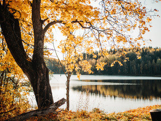A single tree with autumn colored leaft by a small lake with green forest in the background