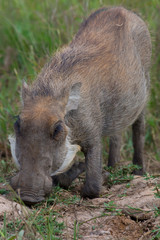 Fototapeta na wymiar Kneeling and eating (grazing) warthog (Phacochoerus)