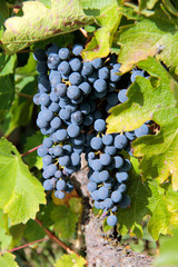raisin noir au soleil