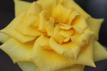 Closeup shot of single yellow rose with black background