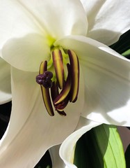 Closeup of a White Lily